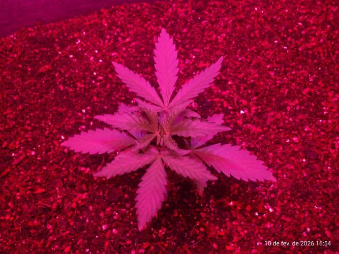 Skittles Pie. Week 2