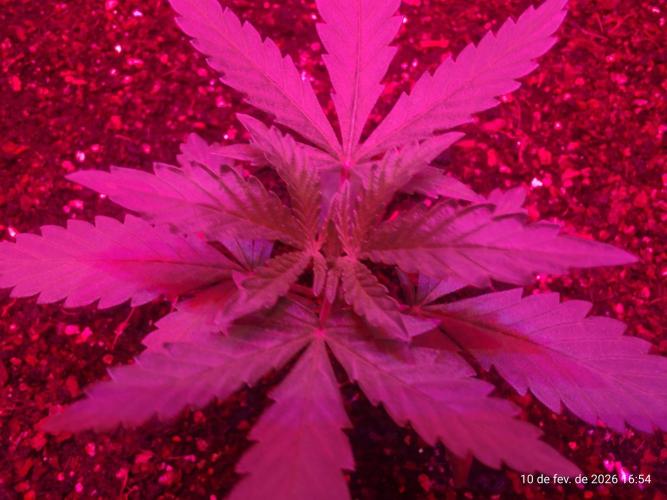 Skittles Pie. Week 2