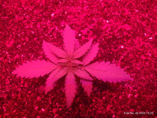 Skittles Pie. Week 2