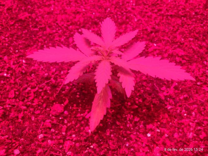 Skittles Pie. Week 2