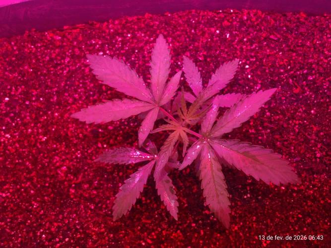 Skittles Pie. Week 4