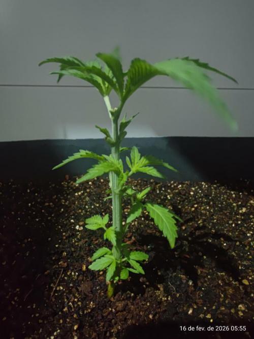 Skittles Pie. Week 4