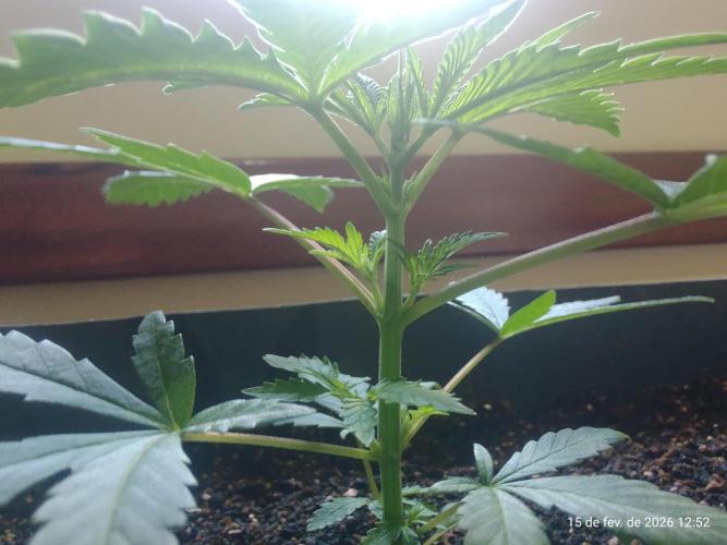 Skittles Pie. Week 4