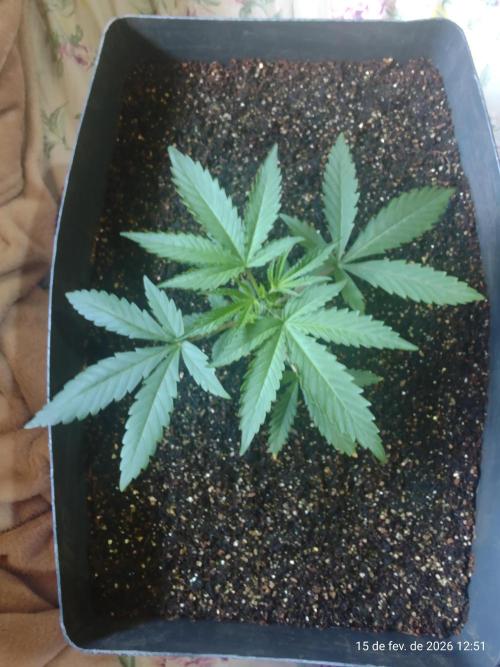 Skittles Pie. Week 4
