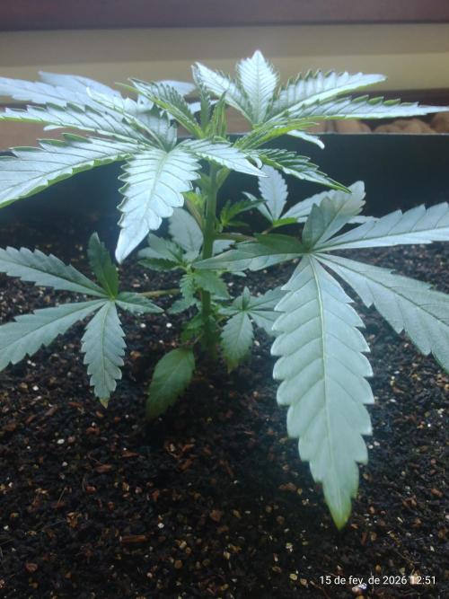 Skittles Pie. Week 4