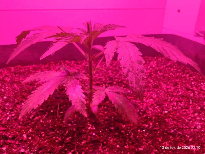 Skittles Pie. Week 4