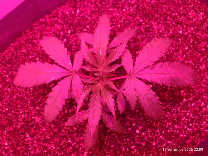 Skittles Pie. Week 4