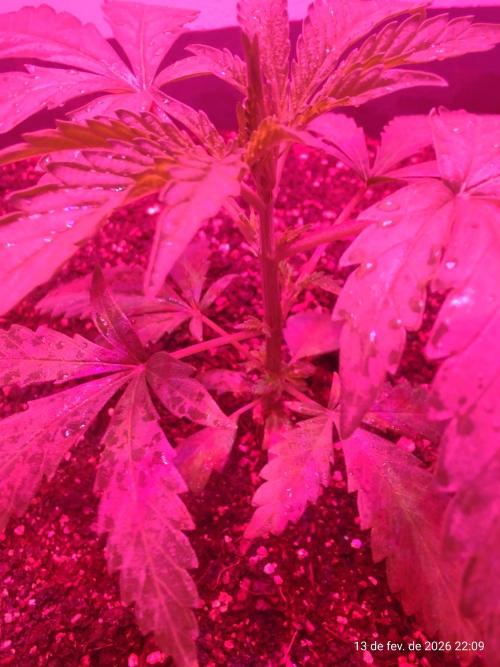 Skittles Pie. Week 4
