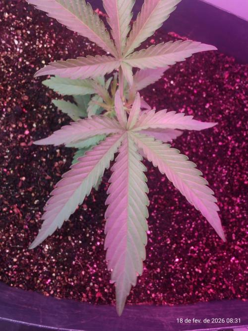 Skittles Pie. Week 5