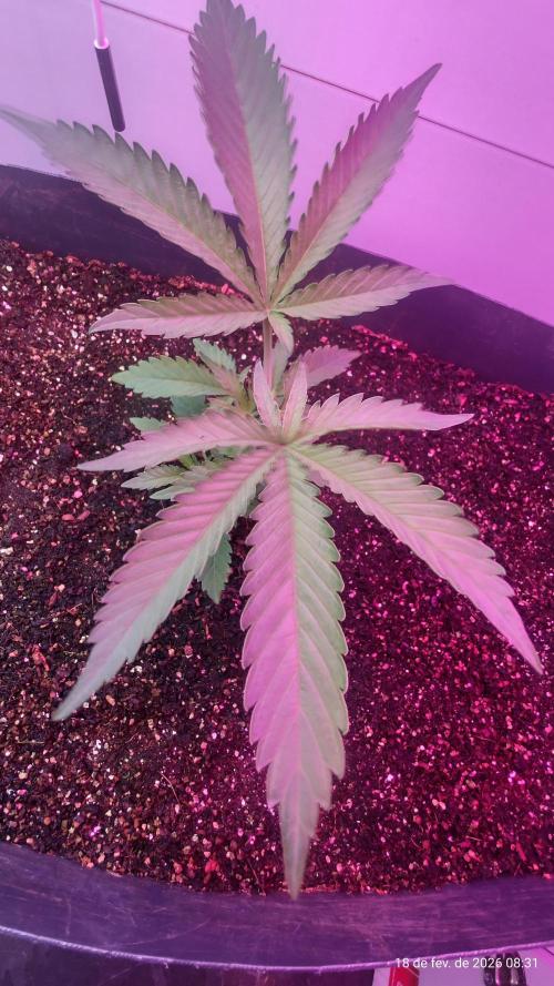 Skittles Pie. Week 5