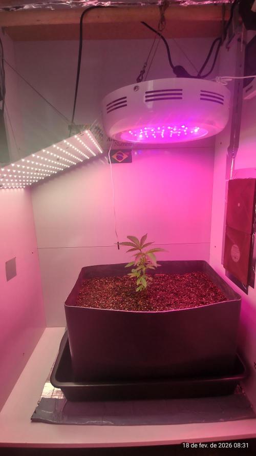 Skittles Pie. Week 5