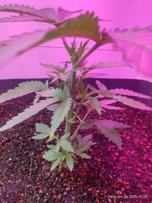 Skittles Pie. Week 5