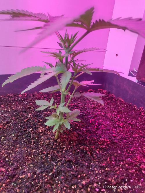 Skittles Pie. Week 5
