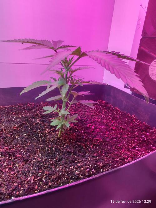 Skittles Pie. Week 5