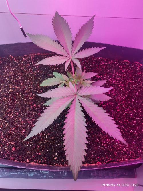 Skittles Pie. Week 5