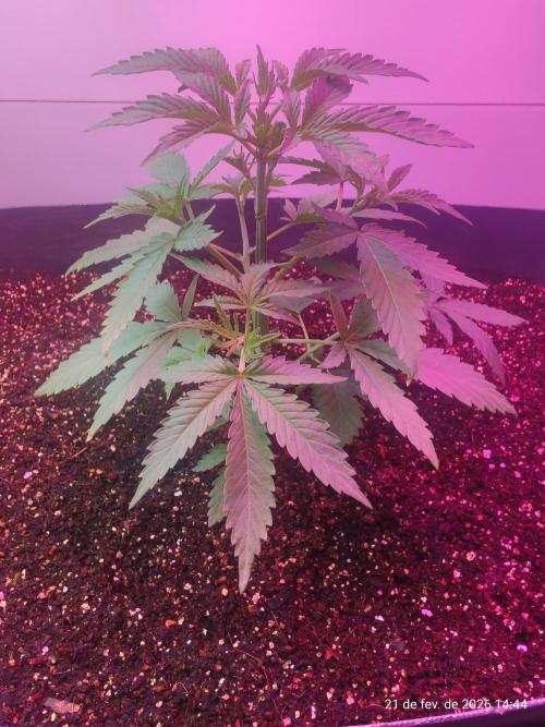 Skittles Pie. Week 5