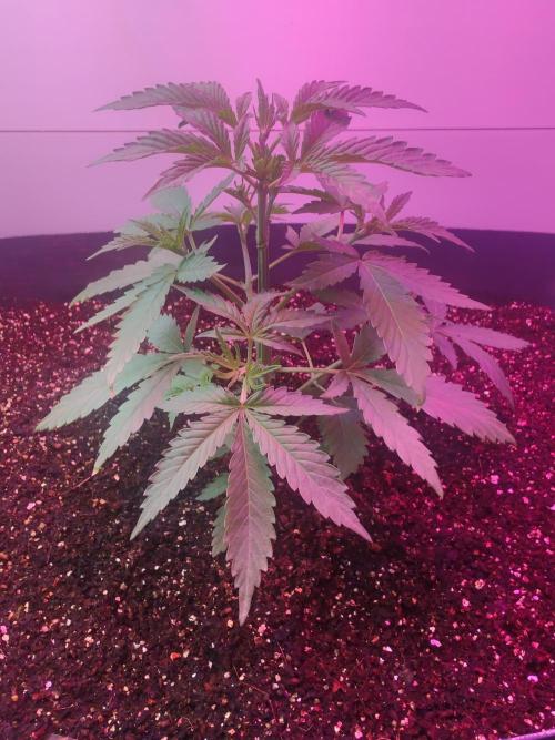 Skittles Pie. Week 5