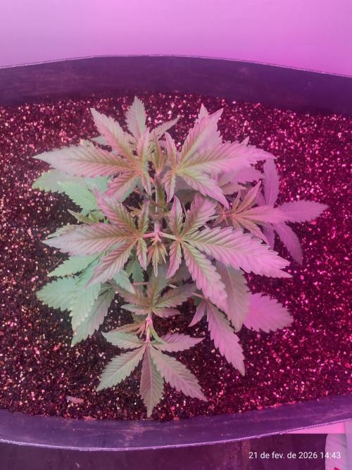 Skittles Pie. Week 5