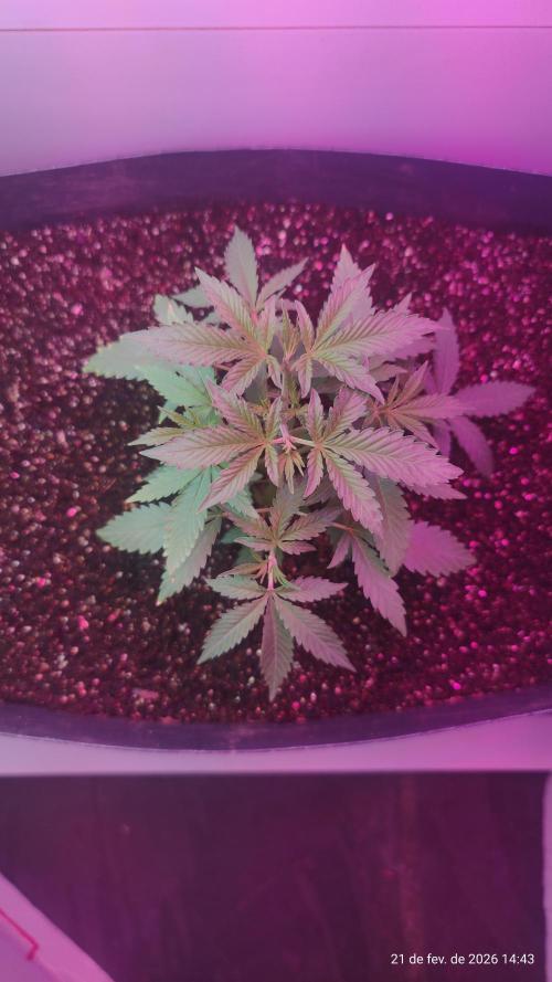 Skittles Pie. Week 5