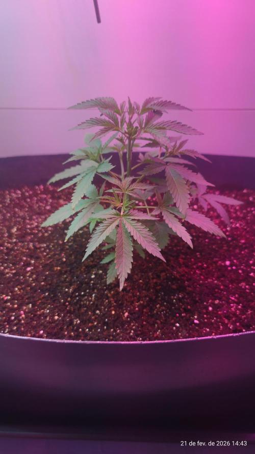 Skittles Pie. Week 5