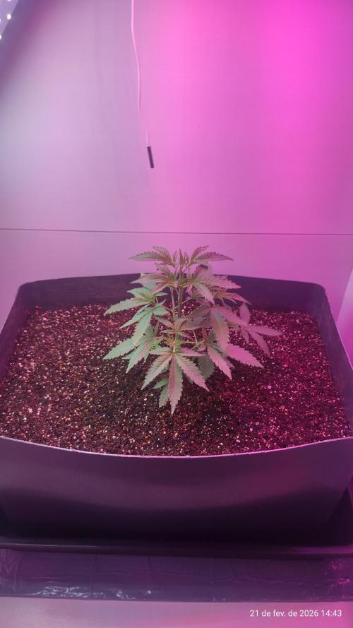 Skittles Pie. Week 5