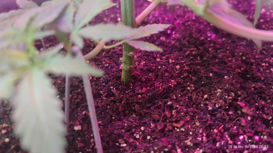 Skittles Pie. Week 6