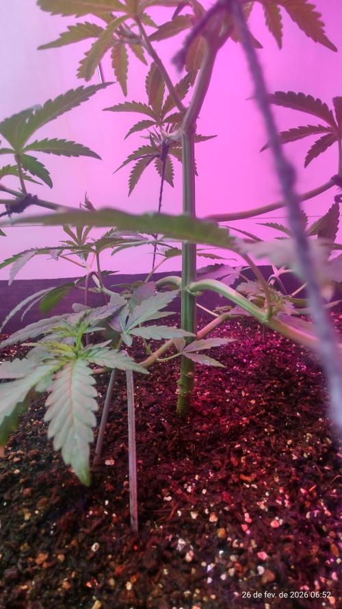 Skittles Pie. Week 6