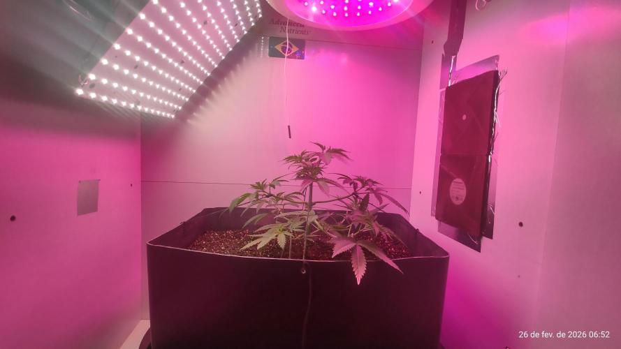 Skittles Pie. Week 6