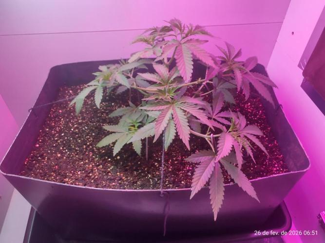 Skittles Pie. Week 6