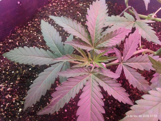 Skittles Pie. Week 6
