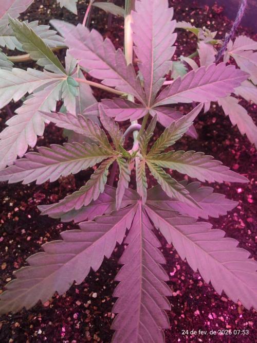 Skittles Pie. Week 6