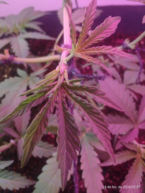 Skittles Pie. Week 6