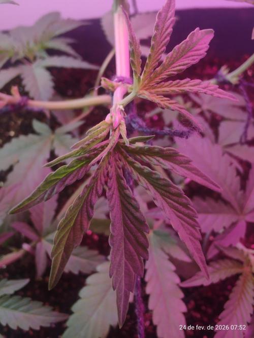 Skittles Pie. Week 6