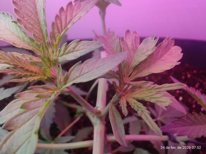 Skittles Pie. Week 6