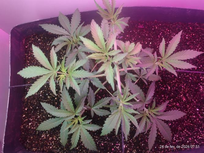 Skittles Pie. Week 6