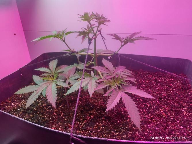Skittles Pie. Week 6