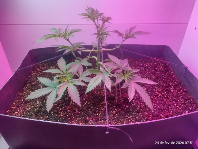 Skittles Pie. Week 6