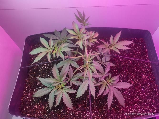 Skittles Pie. Week 6