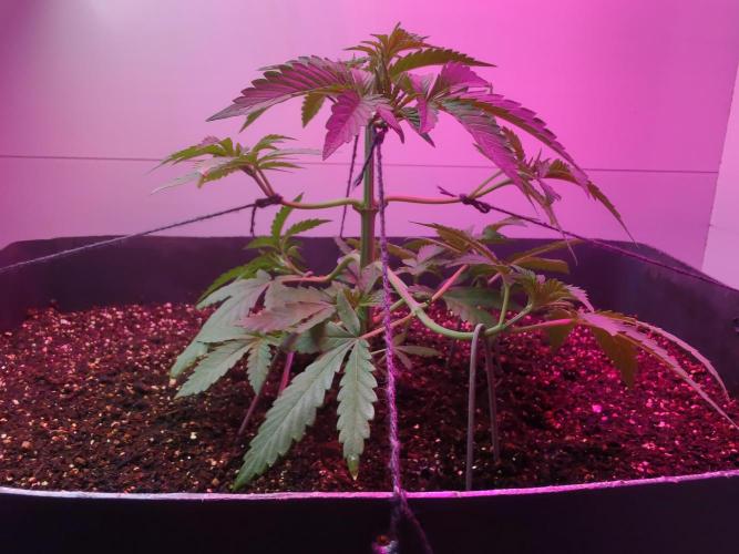 Skittles Pie. Week 6