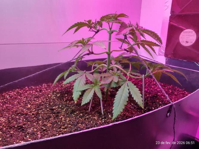 Skittles Pie. Week 6