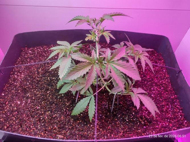 Skittles Pie. Week 6