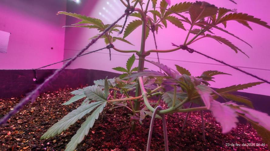 Skittles Pie. Week 6