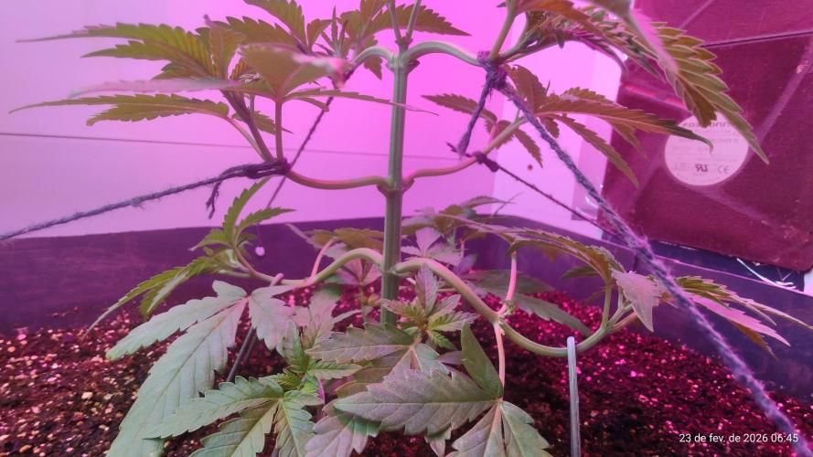 Skittles Pie. Week 6