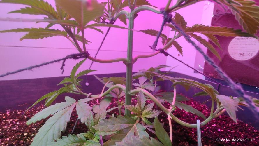 Skittles Pie. Week 6