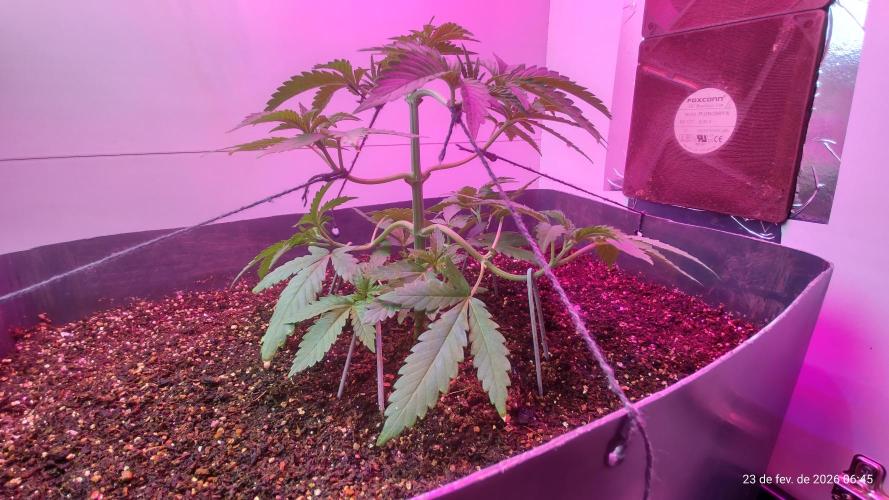 Skittles Pie. Week 6