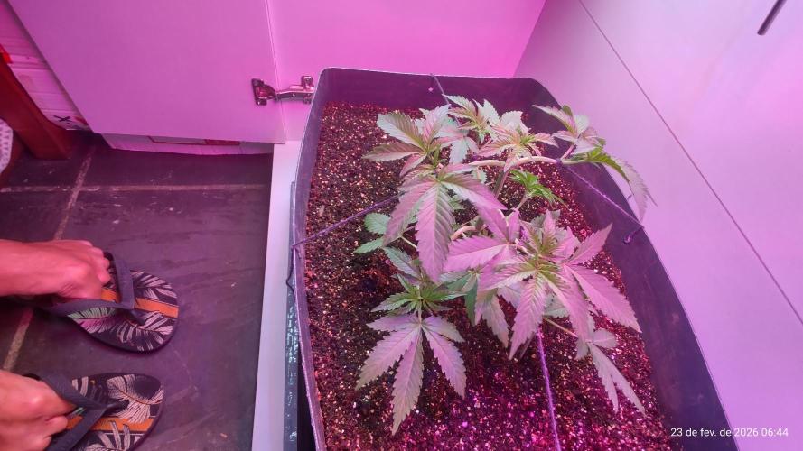Skittles Pie. Week 6