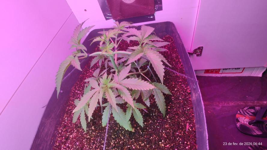Skittles Pie. Week 6