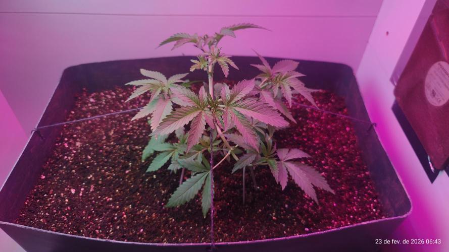 Skittles Pie. Week 6