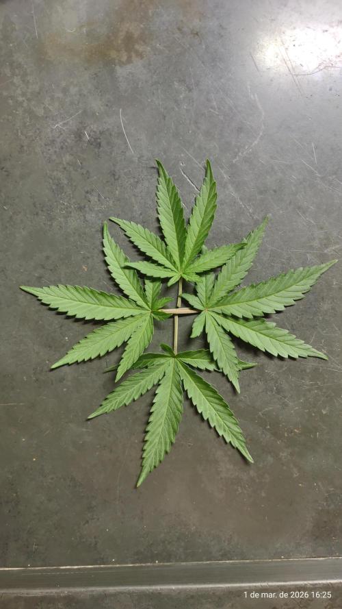 Skittles Pie. Week 7