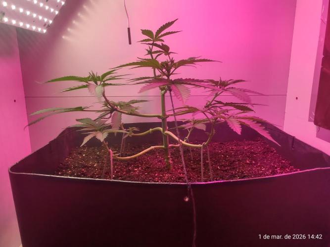 Skittles Pie. Week 7